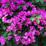 New River Bougainvillea Tree