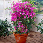 Great in containers on a trellis.