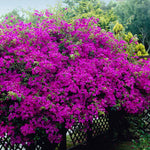 Bougainvillea are vigorous vines that will spread vertically and horizontally.