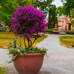 New River Bougainvillea Tree