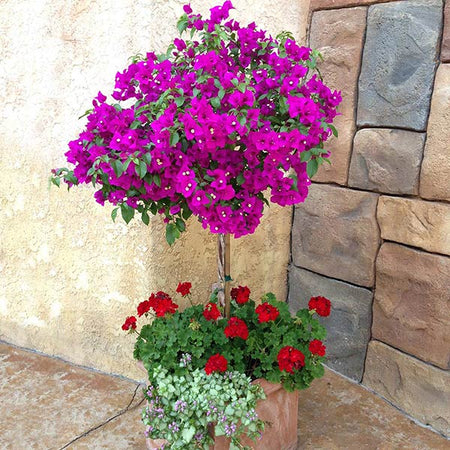 New River Bougainvillea Tree