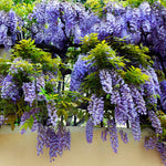Purple Wisteria Vine