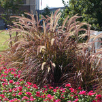 Purple Fountain Grass