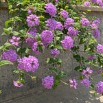 Purple Lantana