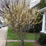 White Pussy Willow