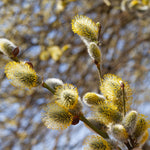 Yellow pollen provides a second colorful show after the initial white flower.