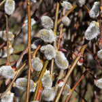 White Pussy Willow