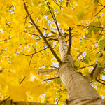 Fall color of the Aspen is yellow.
