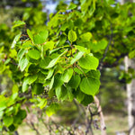 The long leaf petioles allow the Quaking Aspen's leaves to shiver in the wind.