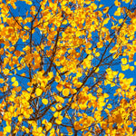 Quaking Aspen Tree