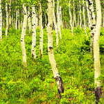 Quaking Aspen Tree