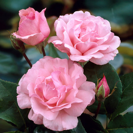 Queen Elizabeth Rose