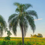 Queen Palm Tree