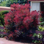 Royal Purple Smoke Tree has dark foliage and puffy plumes.