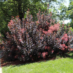 Royal Purple Smoke Tree