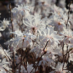 Royal Star Magnolia Tree