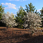 Royal Star Magnolia Tree
