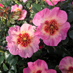 Raspberry Kiss™ Rose Tree