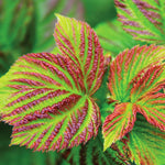 Raspberry Shortcake has great fall color.