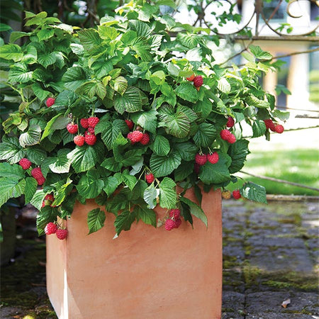 Bushel and Berry® Raspberry Shortcake® Bush