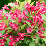 Red Prince Weigela Tree