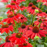 Sombrero® Salsa Red Coneflower