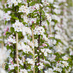 Each spring your apple tree will flower with white flowers with a touch of pink.