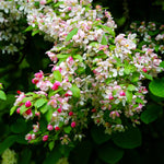 Each spring your apple tree will flower with white flowers with a touch of pink.