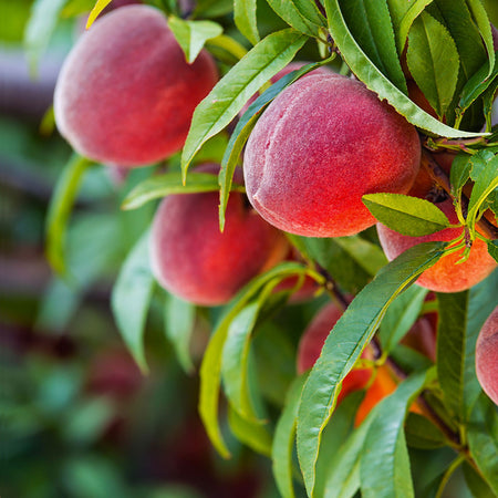Red Haven Peach Tree