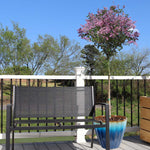 Red Pixie Lilac Tree