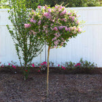 Red Pixie Lilac Tree