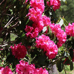 Red Rhododendron Shrub