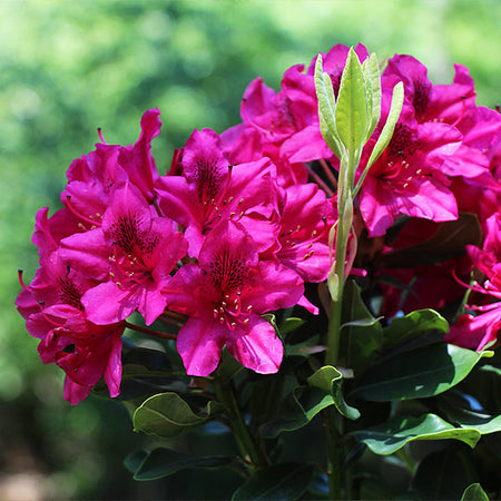 Red Rhododendron Shrub