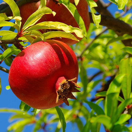 Red Pomegranate Tree