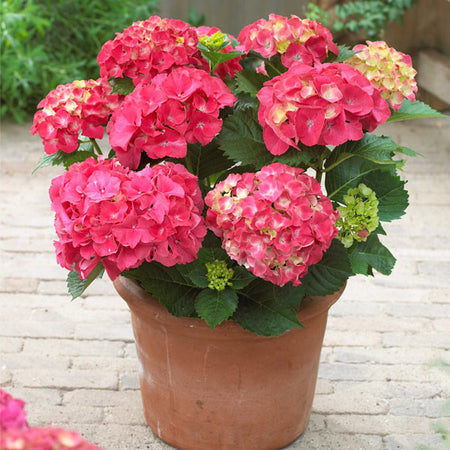 Red Sensation Hydrangea Shrub