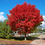 Brilliant Red Fall Color