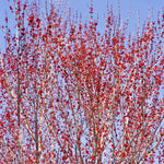 Red flowers appear in spring.