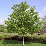Green leaves in spring and summer.
