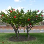 Red Tropical Hibiscus Tree