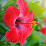 Red Tropical Hibiscus Tree