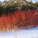 Red Twig Dogwoods bright red branches bring unique color to the winter landscape.