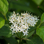 Small flower clusters appear in spring.