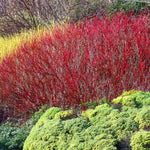 Red Twig Dogwoods bright red branches bring unique color to the winter landscape.