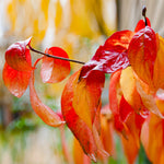 Foliage turns red in fall.