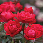 Blooms have multiple petals with a reddish-pink bloom.