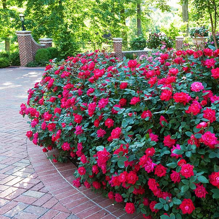 Double Knock Out® Rose