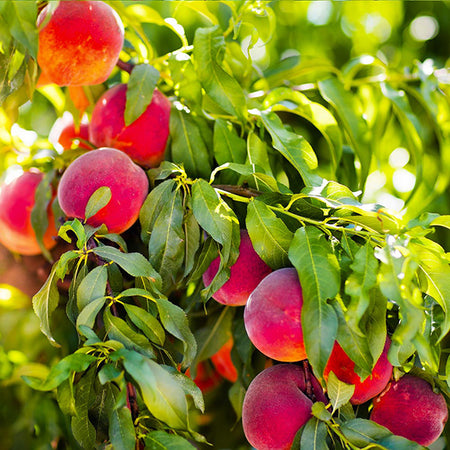Redskin Peach Tree