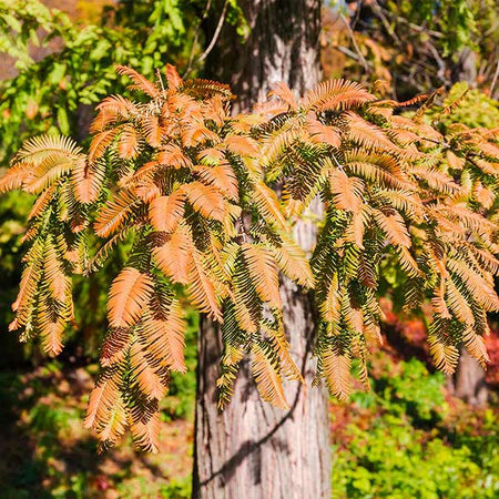 Dawn Redwood Tree