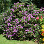 Images shown are of mature plants