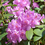 Images shown are of mature plants